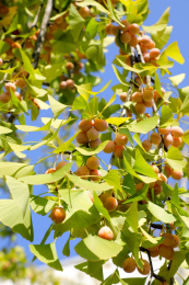 户外蓝天下的银杏树上结满银杏果