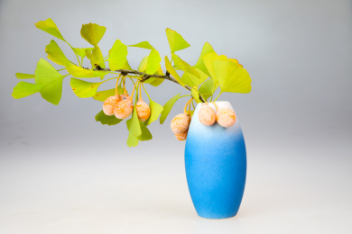 瓶中的银杏树枝