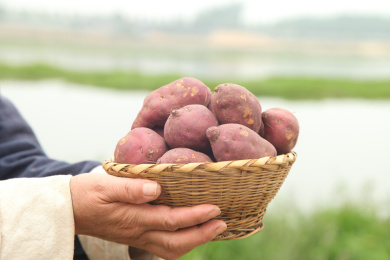 手里端着一篮鸡蛋小香薯