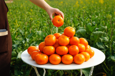 现摘的新鲜沃柑