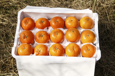 现摘的新鲜沃柑