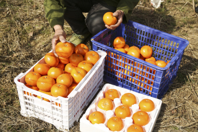 现摘的新鲜沃柑