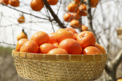 堆放着的新鲜沃柑