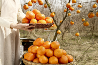 堆放着的新鲜沃柑
