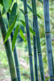 重庆市南川区文峰塔景区竹林