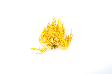 白色背景上的干菊花,Dry Chrysa