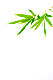竹子叶素材白色背景
