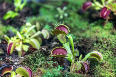捕蝇草食虫植物