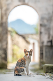 古镇里的中华田园猫