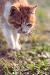可爱好奇的野猫