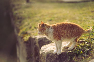 可爱好奇的野猫