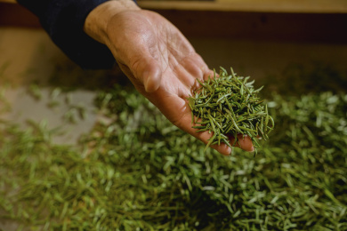 资深的制茶大师制茶