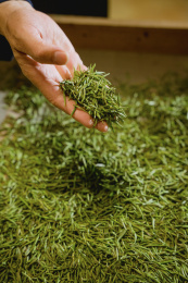 资深的制茶大师制茶