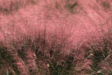 粉黛乱子草花海