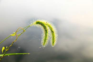 公园里的狗尾草