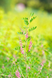 豆科木蓝属药用植物  