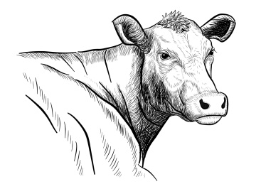 素描线条风格安格斯黑和牛肉牛品种牛头