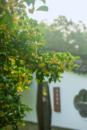 桂花和古建筑
