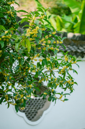 桂花和古建筑