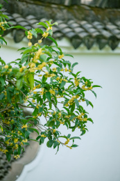 桂花和古建筑