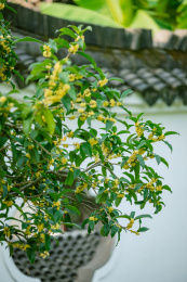 桂花和古建筑