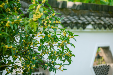 桂花和古建筑