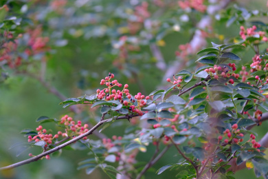 花椒树上结满了红色的花椒特写