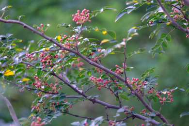 花椒树上结满了红色的花椒特写
