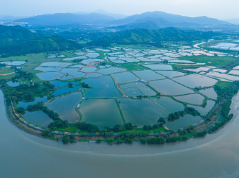 中国深圳河鱼塘自然风光
