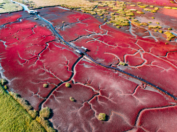 辽宁盘锦红海滩航拍自然风景