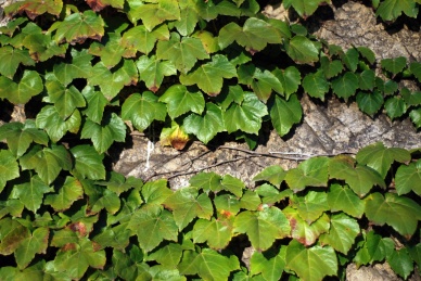 墙上布满绿色的爬墙虎