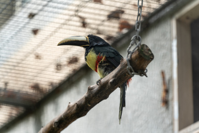 一只漂亮的黑颈簇舌巨嘴鸟