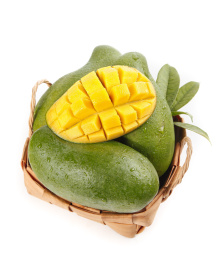 白底上的桂七芒