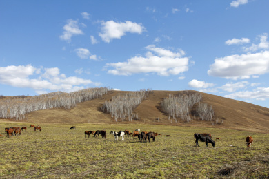 山坡上吃草的野马