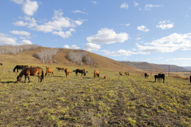 山坡上吃草的野马