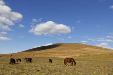 山坡上吃草的野马