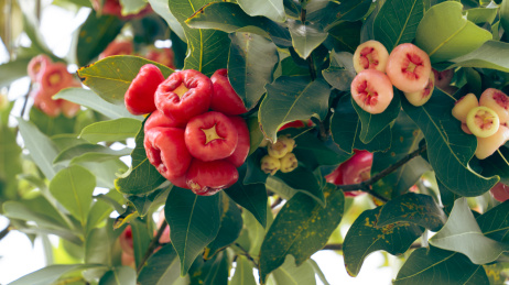 莲雾在树上特写