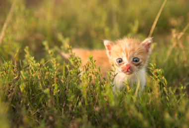 小奶猫可爱萌宠