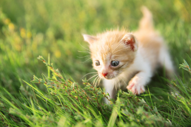 小奶猫可爱萌宠