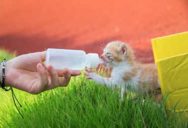 可爱小猫喝水中
