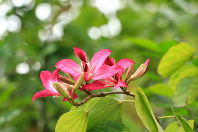 粉红色的紫荆花