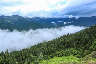中国西藏林芝 鲁朗林海的云雾