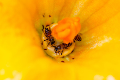 蜜蜂微距生态摄影