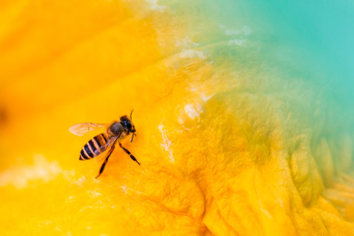 蜜蜂微距生态摄影