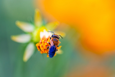 蜜蜂微距生态摄影
