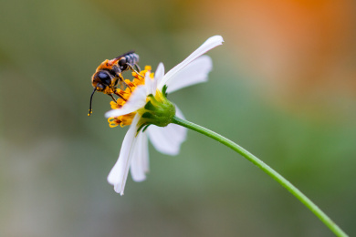蜜蜂微距生态摄影