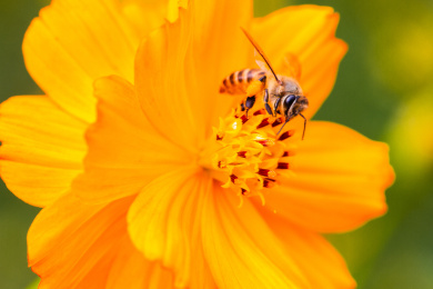 蜜蜂微距生态摄影