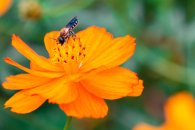 蜜蜂微距生态摄影