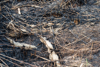 一堆燃烧后的芦苇杆