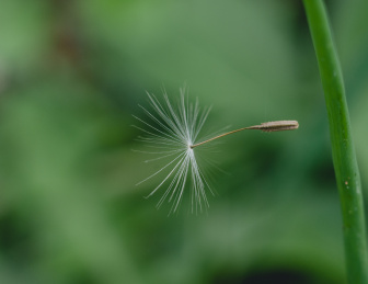 飞舞在空中的蒲公英